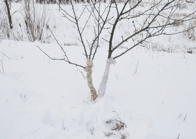 Наиболее эффективным средством отпугивания мышей или зайцев является обертывание ствола 