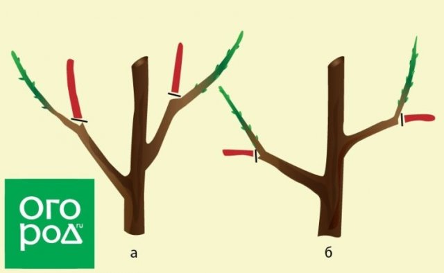 Обрезка деревьев на внутреннюю и внешнюю почку