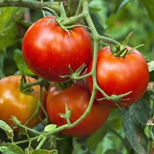 Ранние сорта томатов для открытого грунта альфа