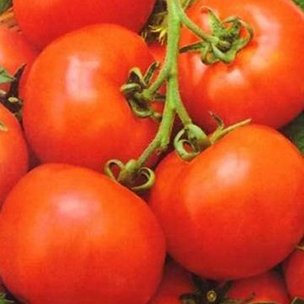 Ранние сорта томатов для открытого грунта аврора