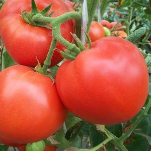 Ранние сорта томатов для открытого грунта большая мамочка