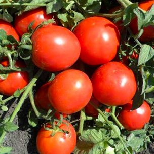 Ранние сорта томатов для открытого грунта мариша