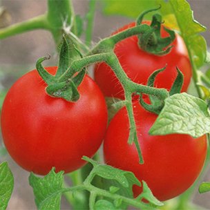 Ранние сорта томатов для открытого грунта пародист