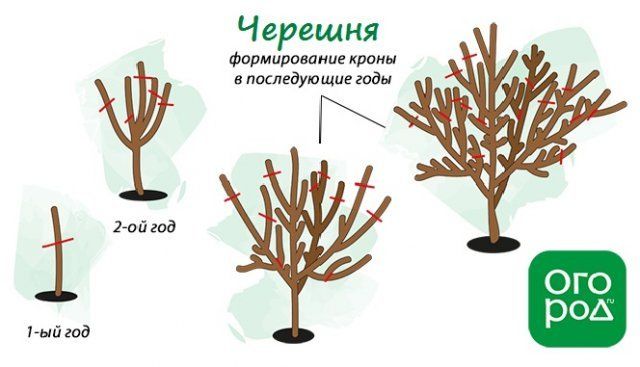 Схема обрезки черешни весной