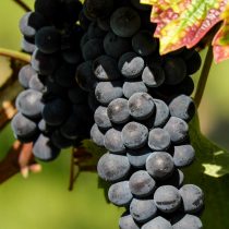 Сорт винограда «P26»