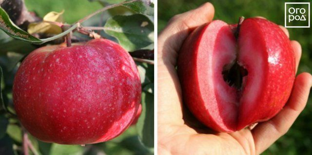 Яблоки Redlove Era