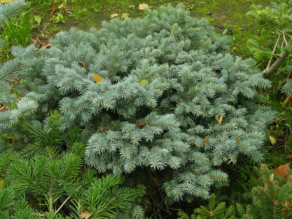 Ель колючая, сорт &amp;amp;amp;#39;Glauca Globosa&amp;amp;amp;#39;