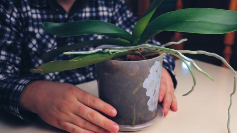 Супер-подкормка для орхидей, которая есть у каждой хозяйки на кухне