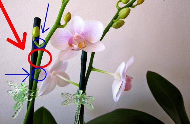 Как обрезать орхидею после цветения — О цветах
