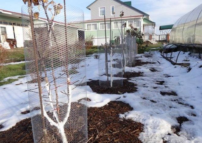 Как защитить яблони от мышей и зайцев зимой | В саду (Огород.ru)