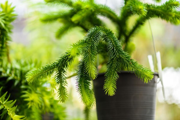 Криптомерия японская в горшке (Cryptomeria japonica)