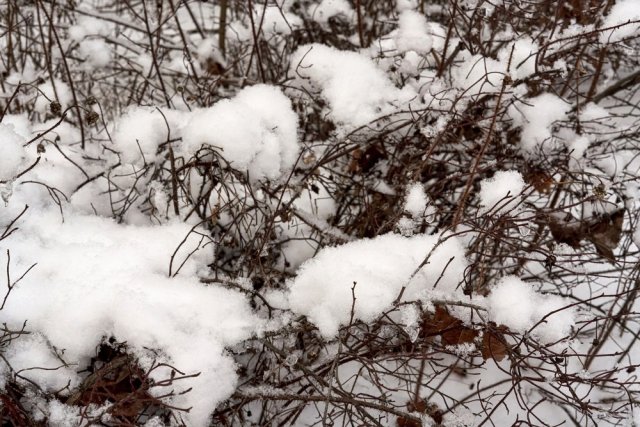 Кусты под снегом без укрытия и обрезки