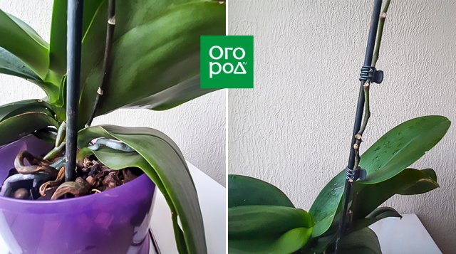 Обрезать ли цветоносы у орхидей после цветения