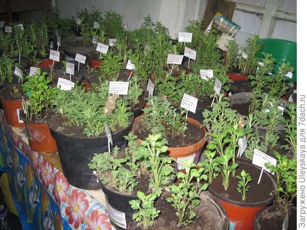 Отрастание маточных хризантем, фото сайта GreenBoom.ru
