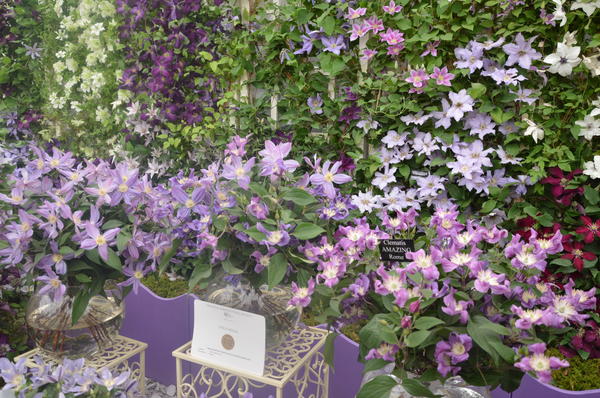 Разные сорта клематисов во всей красе можно увидеть на цветочной выставке в Челси (г. Лондон). Фото автора