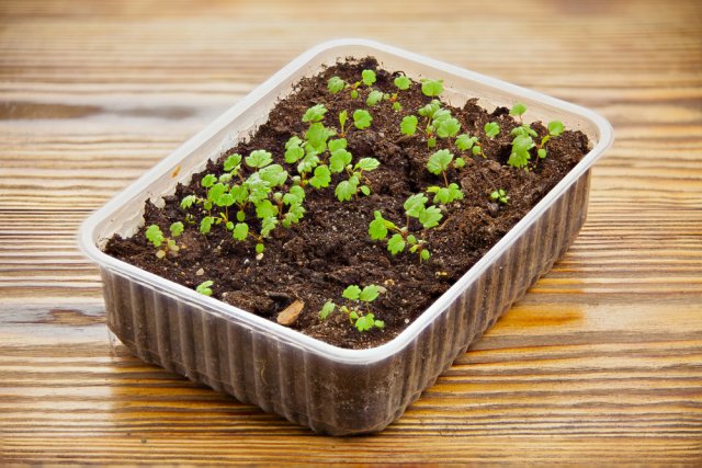 remontant strawberry seedlings in a pot on the table