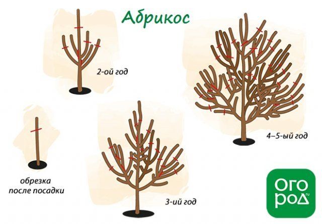 Схема обрезки абрикоса весной