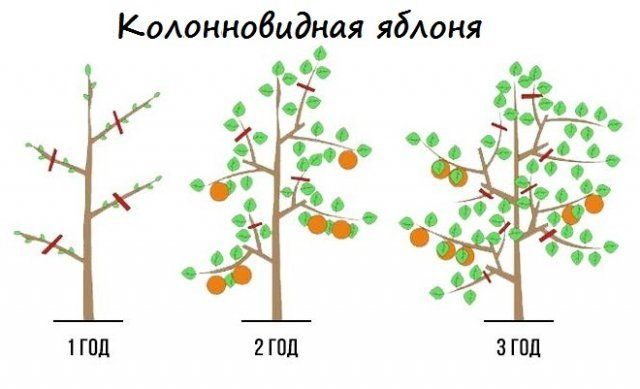 Схема обрезки колоновидной яблони весной