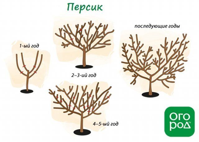 Схема обрезки персика весной
