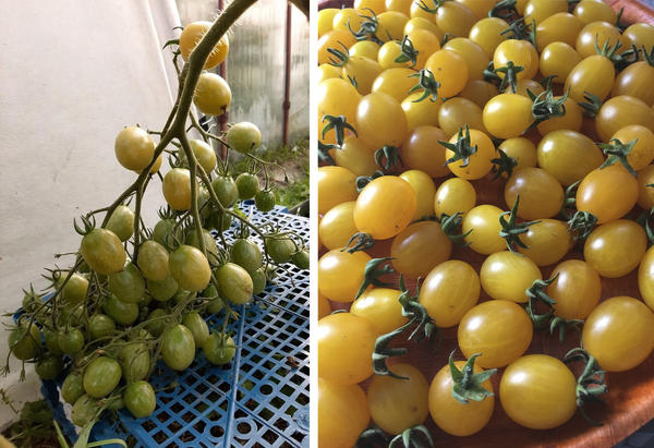 Слева кисть томата Ildi. Фото Tatka-Veta. Справа спелые плоды. Фото mekhonoshinamv