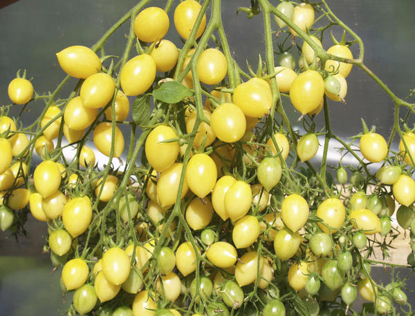 Томат Barry&amp;amp;amp;amp;amp;amp;amp;amp;amp;amp;amp;amp;amp;amp;amp;amp;amp;amp;amp;#39;s Crazy Cherry Tomato. Фото garlicfarmer