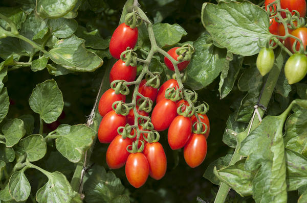 luchshie-sorta-tomatov-cherri-kotorye-rekomenduyut-sami-dachniki luchshie-sorta-tomatov-cherri-kotorye-rekomenduyut-sami-dachniki