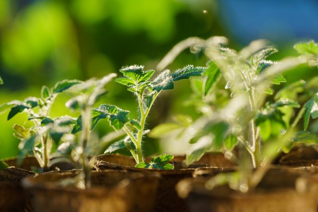 Tomato plants in the early stages of growth.