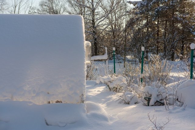 Укрытие и подвязка кустов