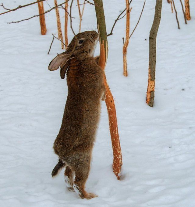 Заяц ест кору дерева