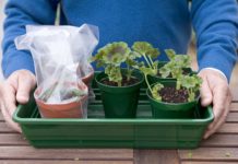 Как ухаживаю за черенками пеларгоний после укоренения kak-uxazhivayu-za-cherenkami-pelargonij-posle-ukoreneniya