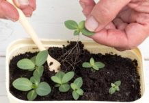 Эустома — когда и как пикировать рассаду eustoma-kogda-i-kak-pikirovat-rassadu