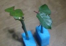 В обычной губке для мытья посуды укореняются даже капризные розы v-obychnoj-gubke-dlya-mytya-posudy-ukorenyayutsya-dazhe-kapriznye-rozy