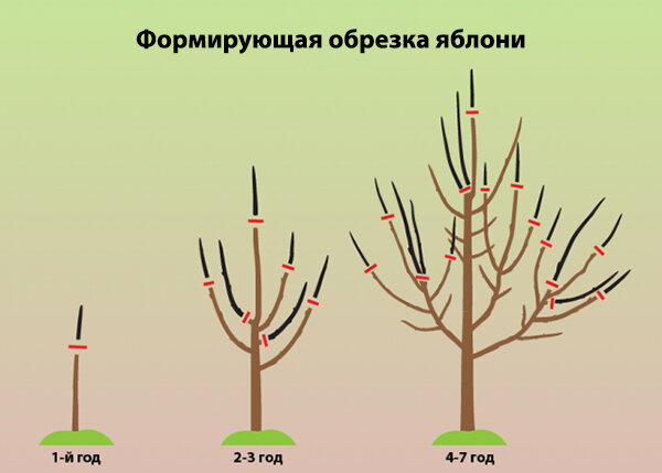 Какой частью плодоносят деревья